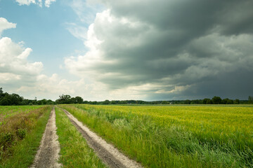 Dark storm clouds and dirt road next to green grain