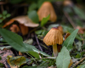 Mushroom in the forest in the grass close up in the natural environment