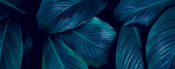 Obraz na płótnie Canvas closeup Spathiphyllum cannifolium leaf background. Flat lay, fresh wallpaper banner concept