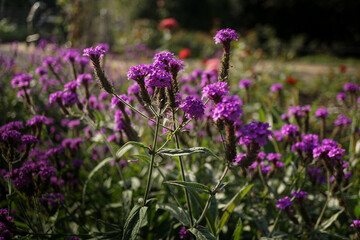 Obraz premium Blumenwiese