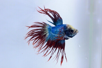 crowntail betta fish. The betta fish are light blue on the body and with a tail resembling a bright...
