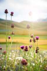 Wild flowers field in sunlight in summer