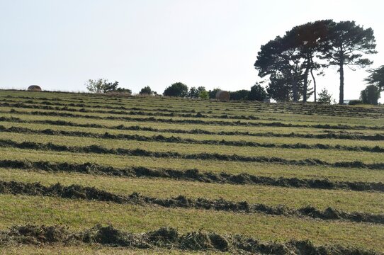 An Hay Field In Brittany