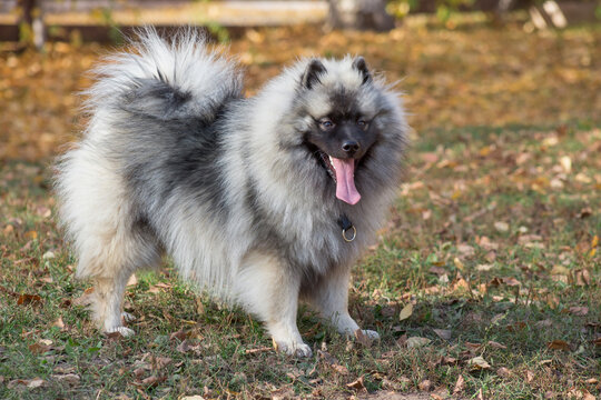 Deutscher wolfspitz puppy is standing in the autumn park. Keeshond or german spitz. Pet animals.