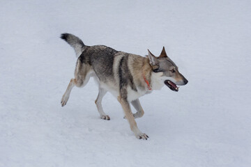 Cute czechoslovak wolfdog puppy is running on white snow in the winter park. Pet animals.