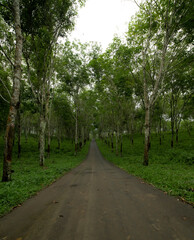 road in the forest