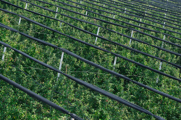 Apple tree plantations under a protective net. Apple orchard top view, safety net.