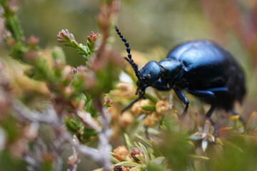 European Oil Beetle Meleo scarabeus Macro in Swiss alps