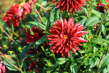 A garden scene with the red Cactus Dahlia