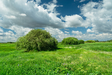 Obraz premium Bushes on a green meadow, white clouds on blue sky