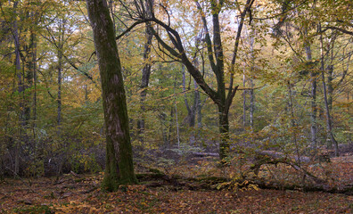 Hornbeam trees and broken supruce lying behind