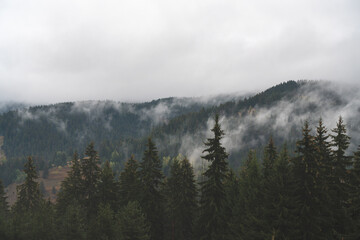 fog in the evergreen pine forest