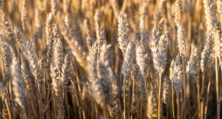 Fototapeta premium Weath cereal field in Serbia in the summer