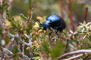 European Oil Beetle Meleo scarabeus Macro in Swiss alps
