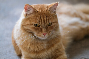 Naklejka na ściany i meble portrait of a cat