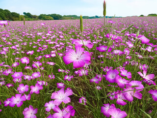 一面に広がる、紫が美しいムギナデシコの花畑(埼玉県鴻巣市)　072