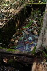 落ち葉に埋もれた水路の写真　尾瀬国立公園　大清水にて撮影