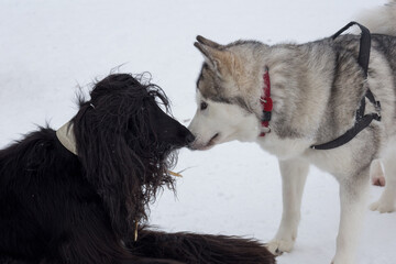 Cute afghan hound and siberian husky are playing on white snow in the winter park. Pet animals.