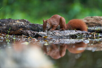 Eurasian Red Squirrel on a Tree with Nuts