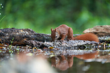 Eurasian Red Squirrel on a Tree with Nuts