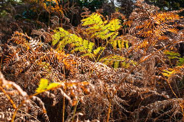 Ferns and bracken