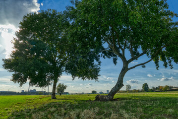 Bäume und Rheinwiesen in Düsseldorf