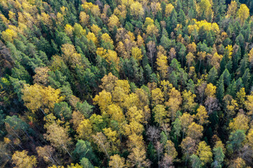 Fototapeta premium Drone view of autumn colored forest in sunlight in Espoo, Finland
