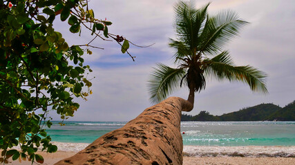 Long coconut palm tree jutting out over tropical beach in Baie Lazare, Mahe island, Seychelles with...