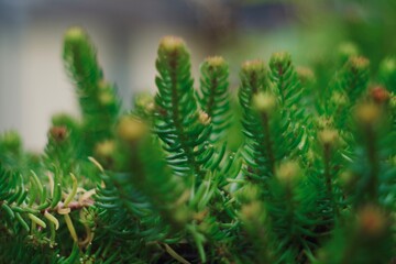 close up of pine needles