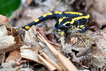  Fire salamander Salamandra salamandra Portrait Amphibian 