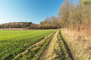 Fototapeta na wymiar Rural road by the forest, green field and blue sky
