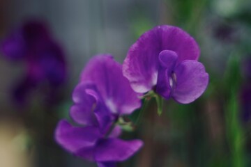 close up of purple pea flowers