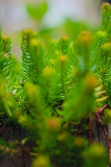 close up of pine needles