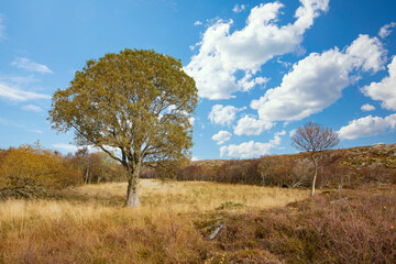 On a hike Helløya island around a wonderful autumn day in northern Norway