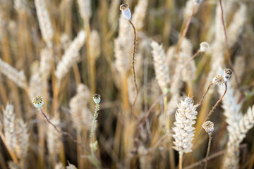 Weath cereal field in Serbia in the summer