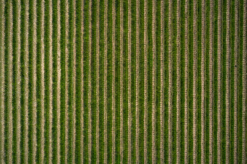 Vineyard plantation in Italy. Vineyards top view. High altitude grape field.