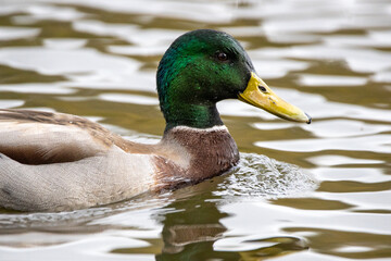 Drake swimming on the lake