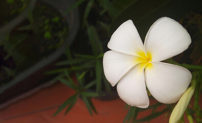One white flower of fragrant Plumeria Frangipani in garden. Abstract background. Wide panorama, space for text. Banner for advert of spa, massage, aroma therapy, cosmetics. Close-up, macro, conceptual