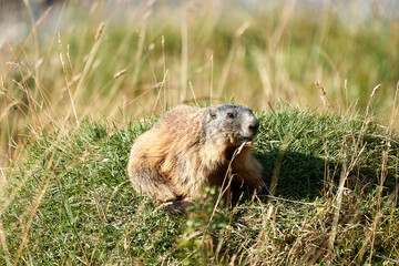 Fototapeta premium Alpine Marmot Marmota Marmota Switzerland Alps Mountains