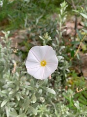 white butterfly on a flower