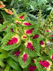 red and green leaves