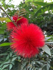 red and yellow flower