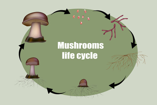 Diagram mushroom anatomy life cycle stages. From spore release to inoculation, germination, mycelial expansion and hyphal knot to the primordia formation. Vector illustration.