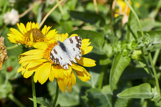Fototapeta butterfly on a yellow flower