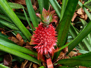 Closeup view of the exotic red colored fruit of the wild red pineapple (ananas bracteatus) with prickly green leaves in tropical rainforest on Mahe island, Seychelles.