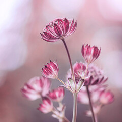 Różowe kwiaty - Astrantia © mycatherina