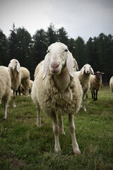 Obraz premium pecore gregge 