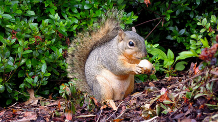 Naklejka na ściany i meble Squirrel eating some nuts acorn in a park in houston texas in the forest america travel wildlife grey gray adventure photography great outdoors saving for rainy day leaves close up 
