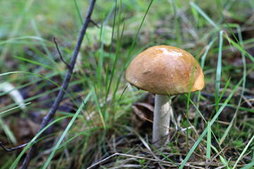 Mushroom in forest