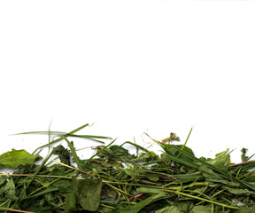 Obraz premium Withered grass isolate on white background